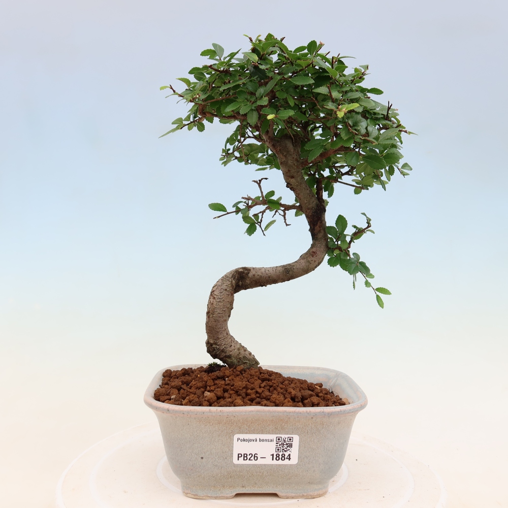 Szobai bonsai - Ulmus parvifolia - Kislevelű szilfa