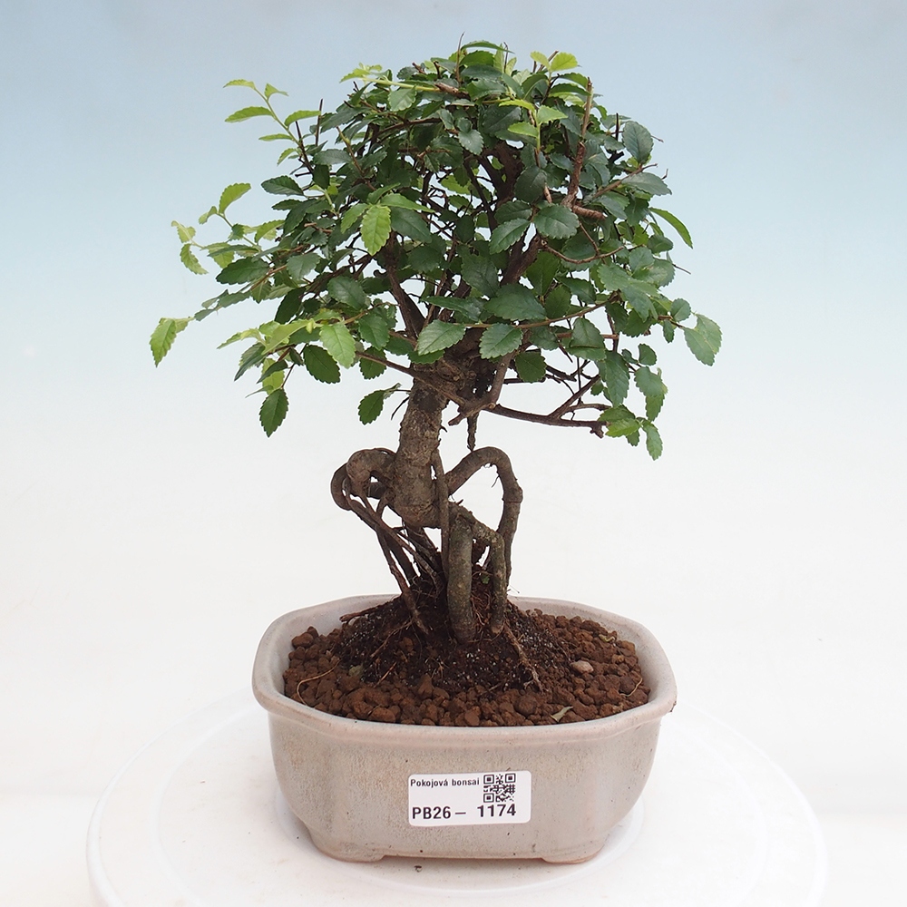 Szobai bonsai - Ulmus parvifolia - Kislevelű szilfa
