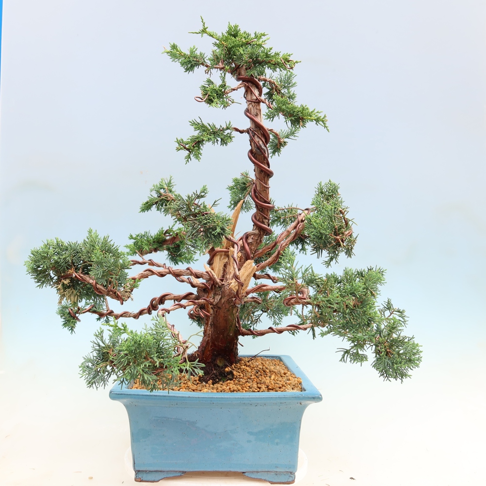 Kültéri bonsai - Juniperus chinensis Kishu