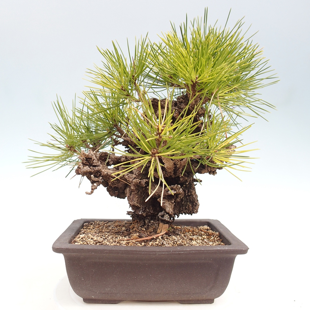 Kültéri bonsai - Pinus thunbergii - Thunberg fenyő