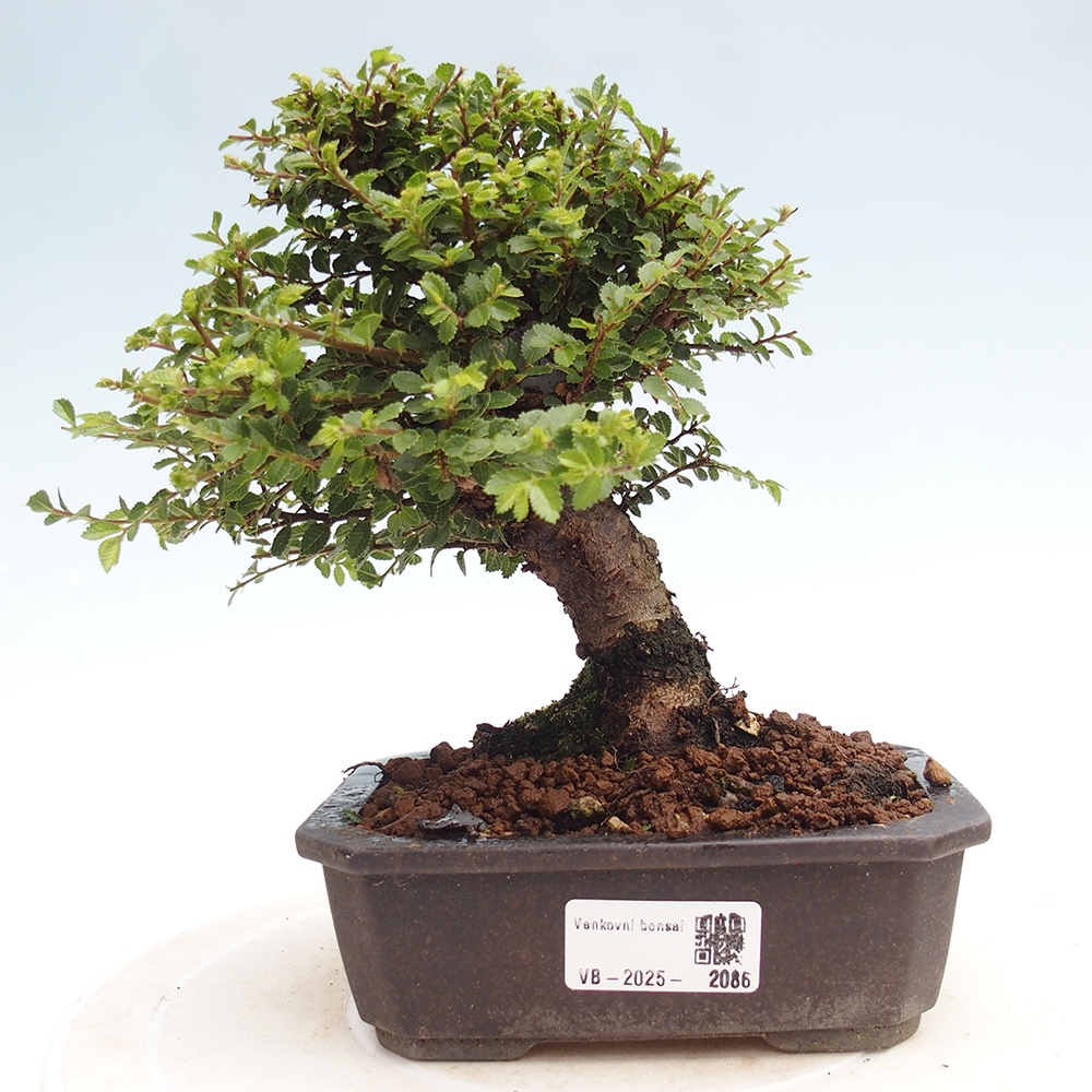 Kültéri bonsai - Ulmus parvifolia Hokkaido - Kínai szil - Ulmus parvifolia Hokkaido