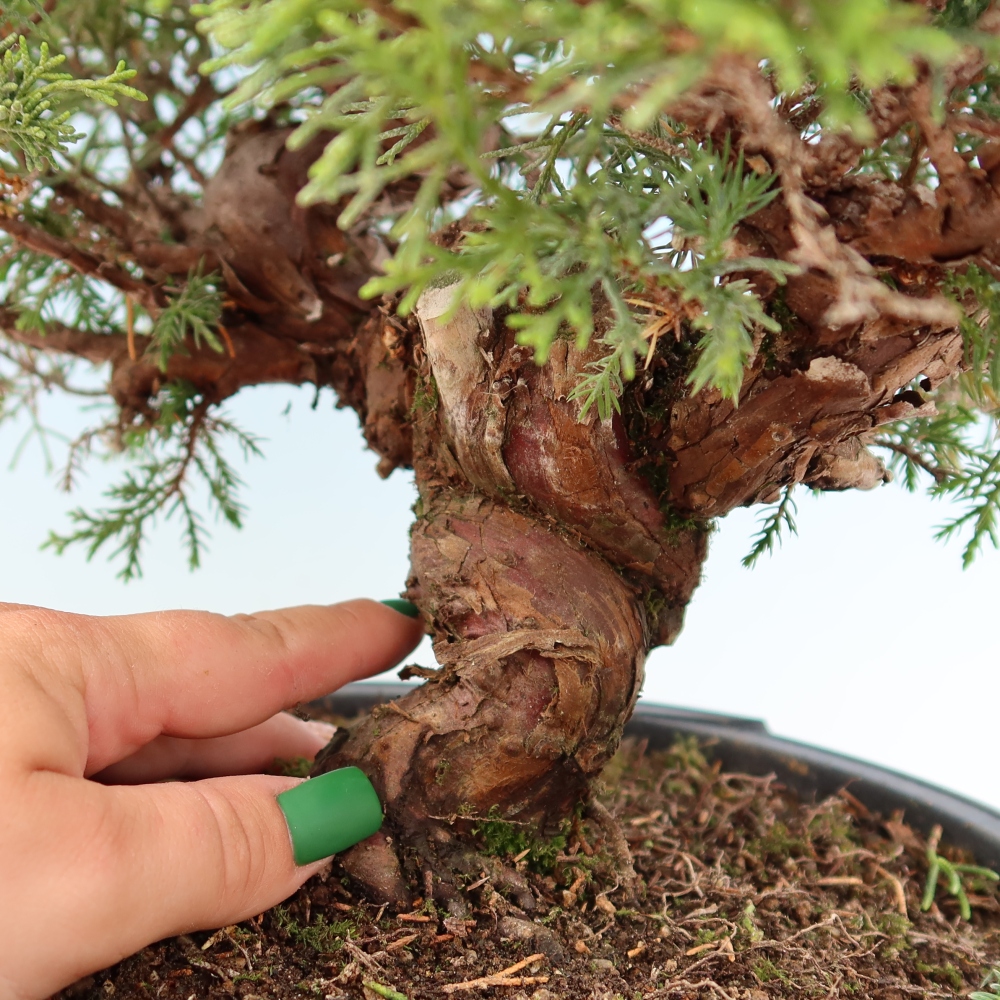 Kültéri bonsai - Juniperus chinensis Itoigawa-Juniperus chinensis