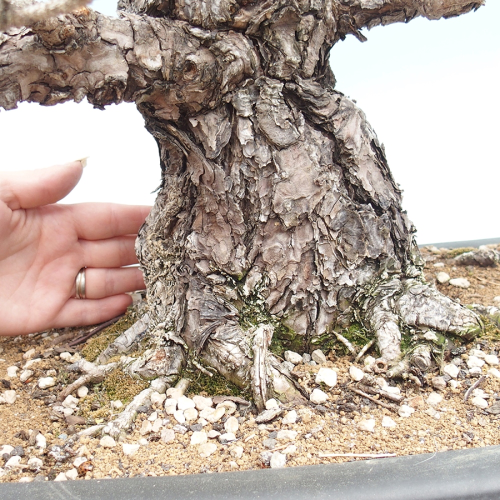 Kültéri bonsai - Pinus thunbergii - Thunberg fenyő