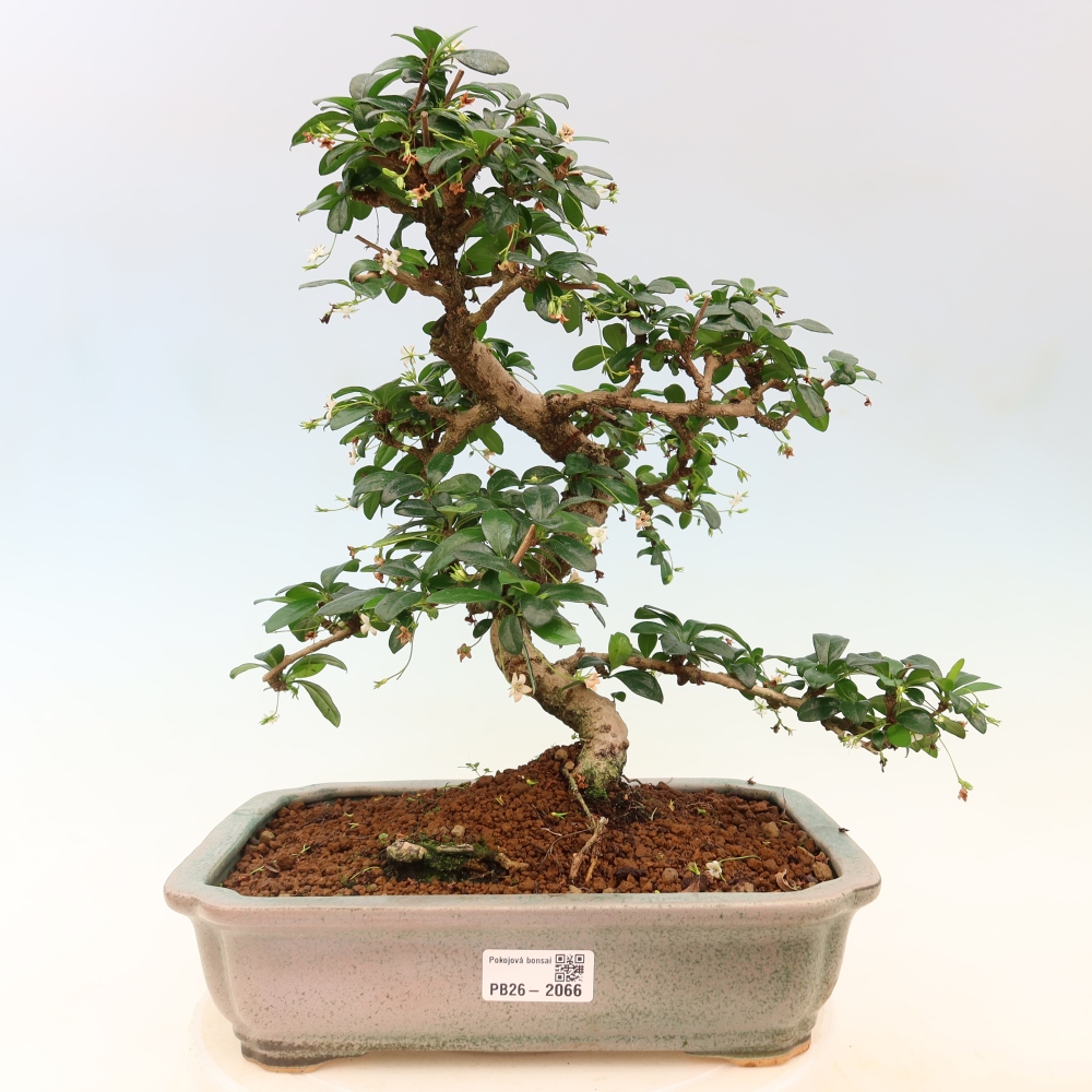 Szobai bonsai - Carmona macrophylla - Tea fuki