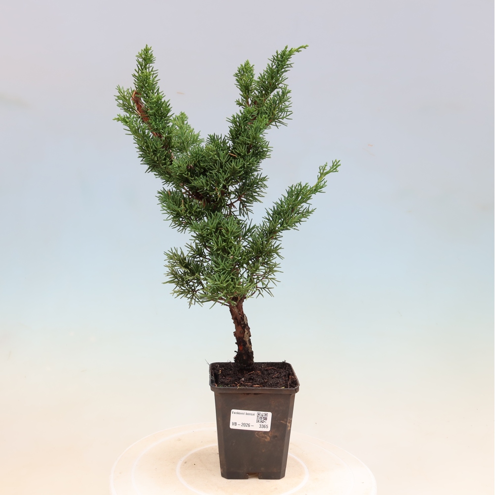 Kültéri bonsai - Juniperus chinensis Kishu