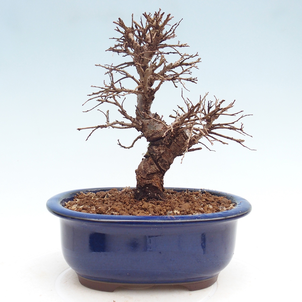 Kültéri bonsai - Zelkova - Zelkova NIRE