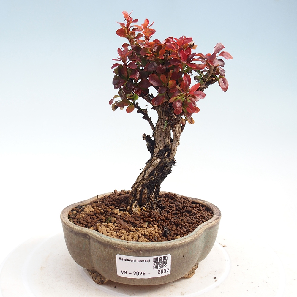 Kültéri bonsai - Berberis Thunbergii Bagatelle
