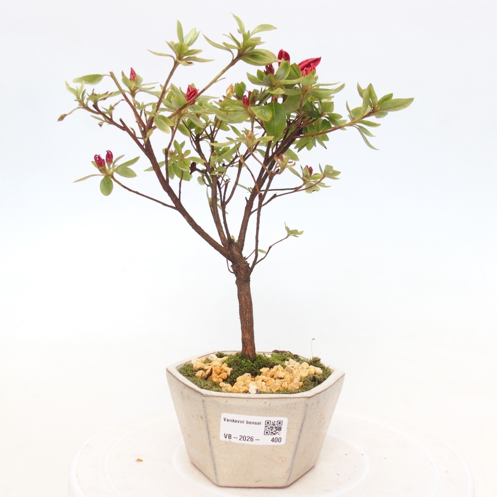 Kültéri bonsai - japán azálea - Azalea sp.