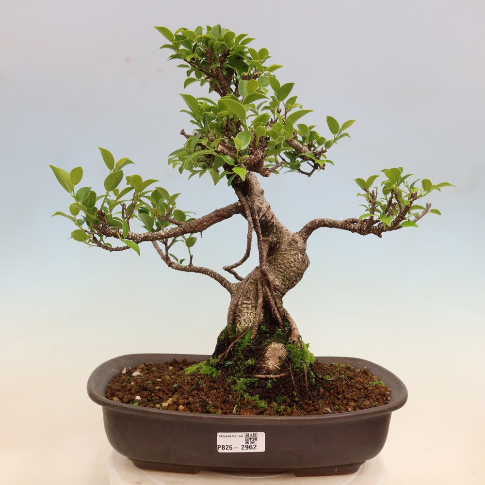 Szobai bonsai - Ficus kimmen - kislevelű fikusz