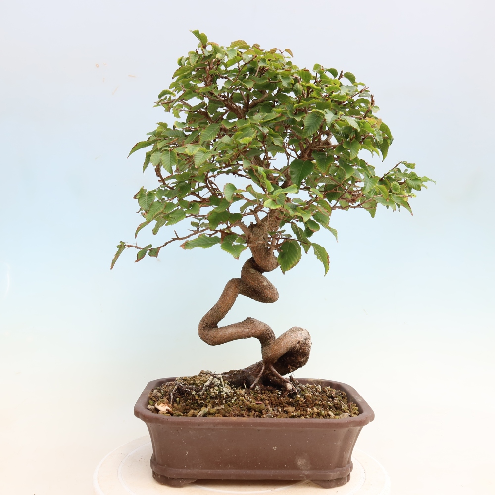 Kültéri bonsai -Carpinus CARPINOIDES - Koreai gyertyánfa