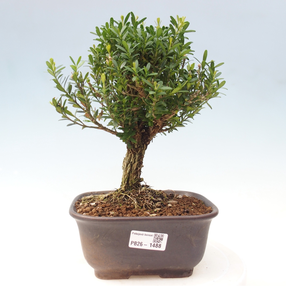 Szobai bonsai - Buxus harlandii - parafa buxus