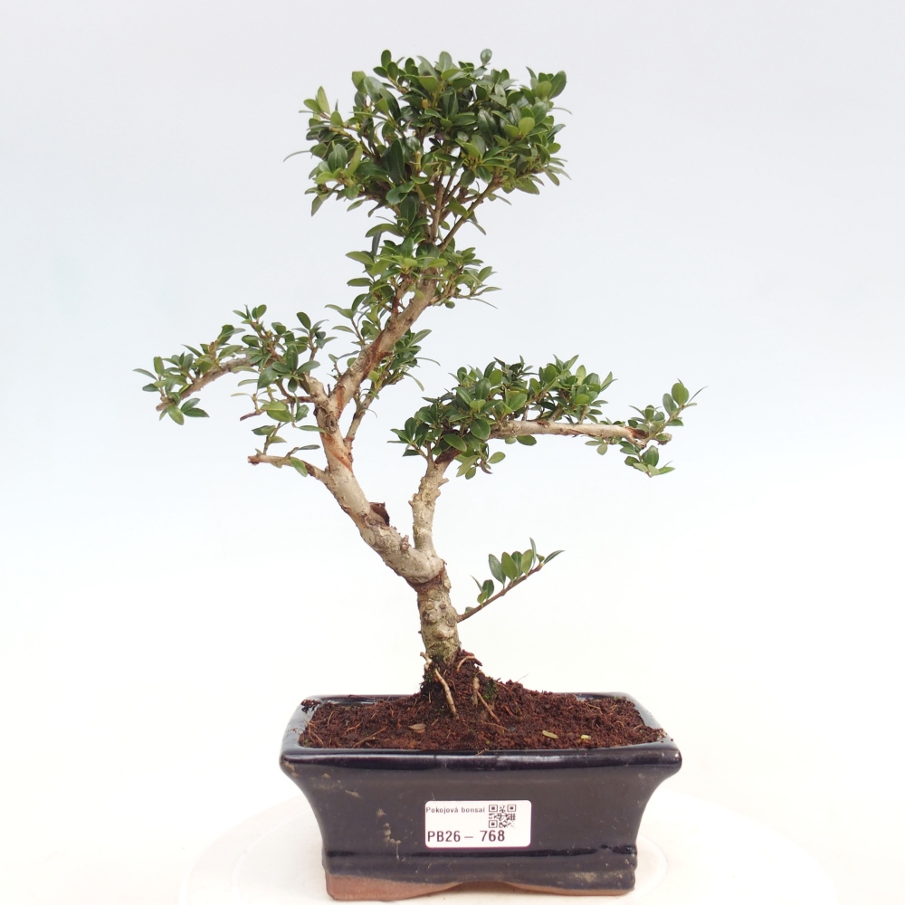 Szobai bonsai - Ilex crenata - Holly