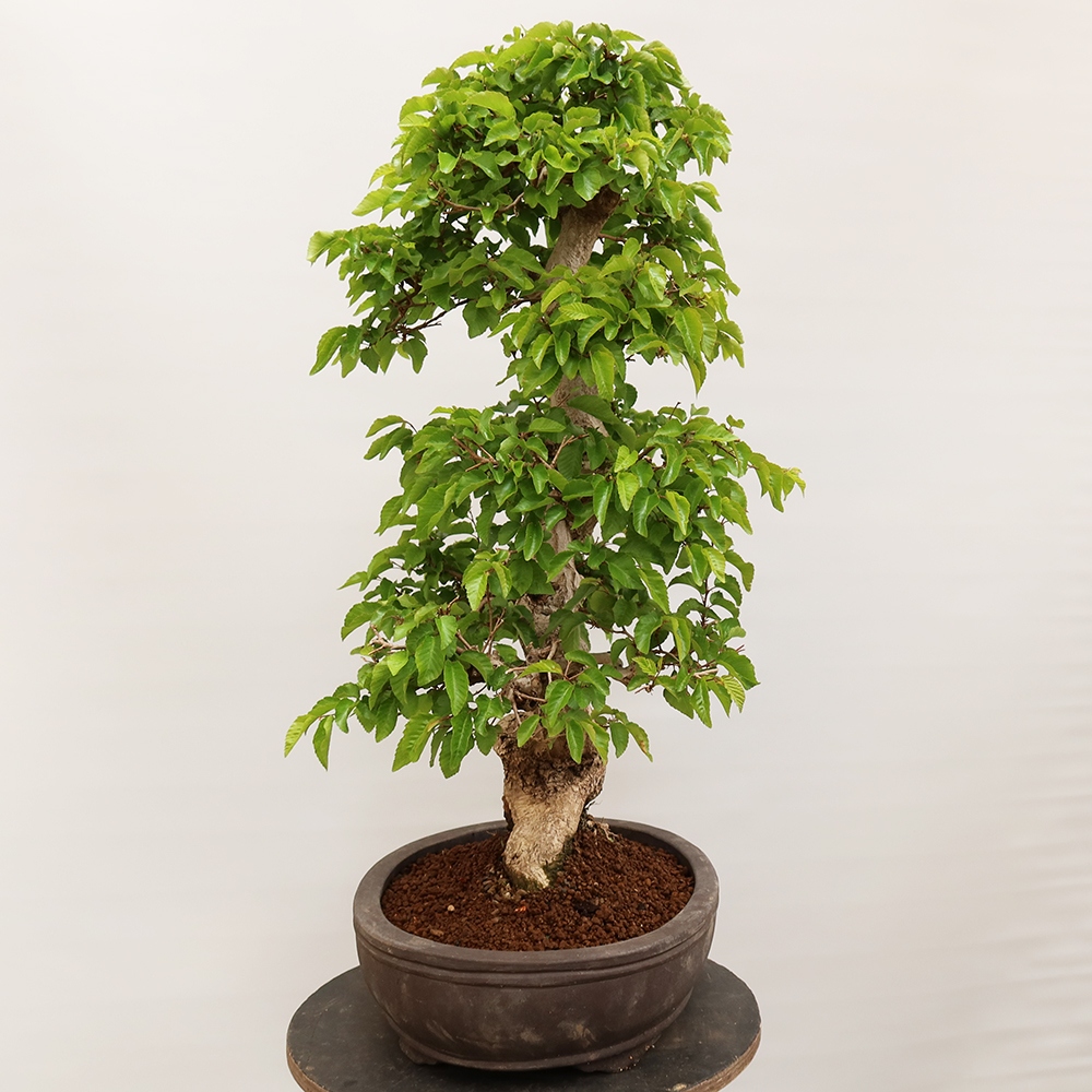 Kültéri bonsai -Carpinus Coreana - Koreai gyertyánfa