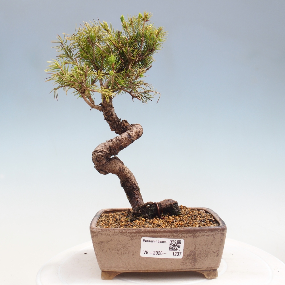 Kültéri bonsai - lucfenyő - Picea glauca globe