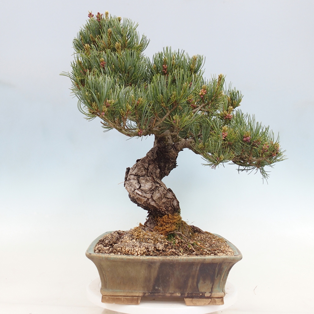 Kültéri bonsai - Pinus parviflora - Pinus parviflora