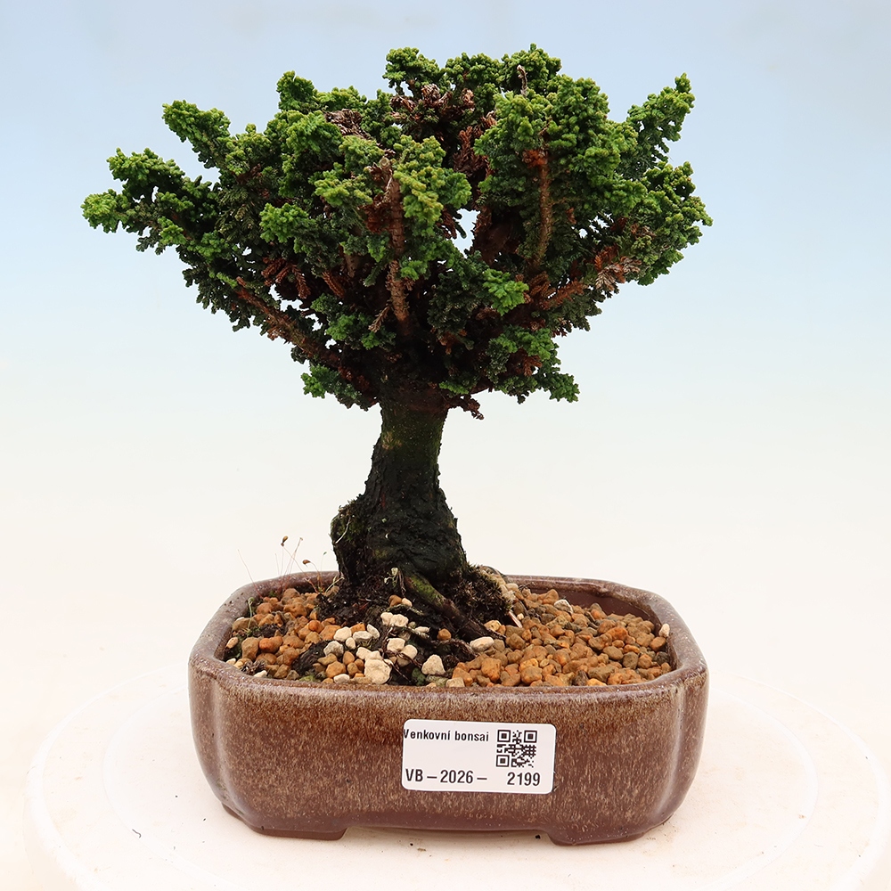 Kültéri bonsai - Cham. obtusa SEKKA HINOKI - Cifra ciprus