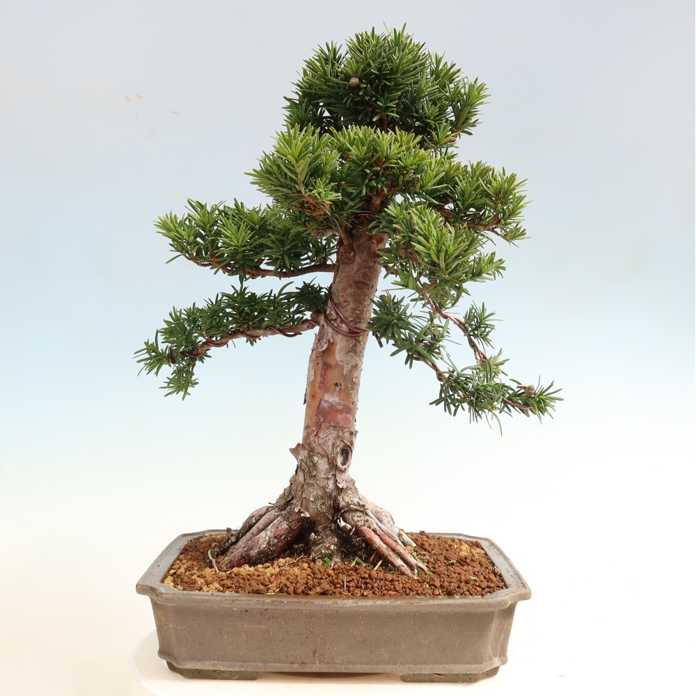 Kültéri bonsai - Taxus cuspidata - japán tiszafa