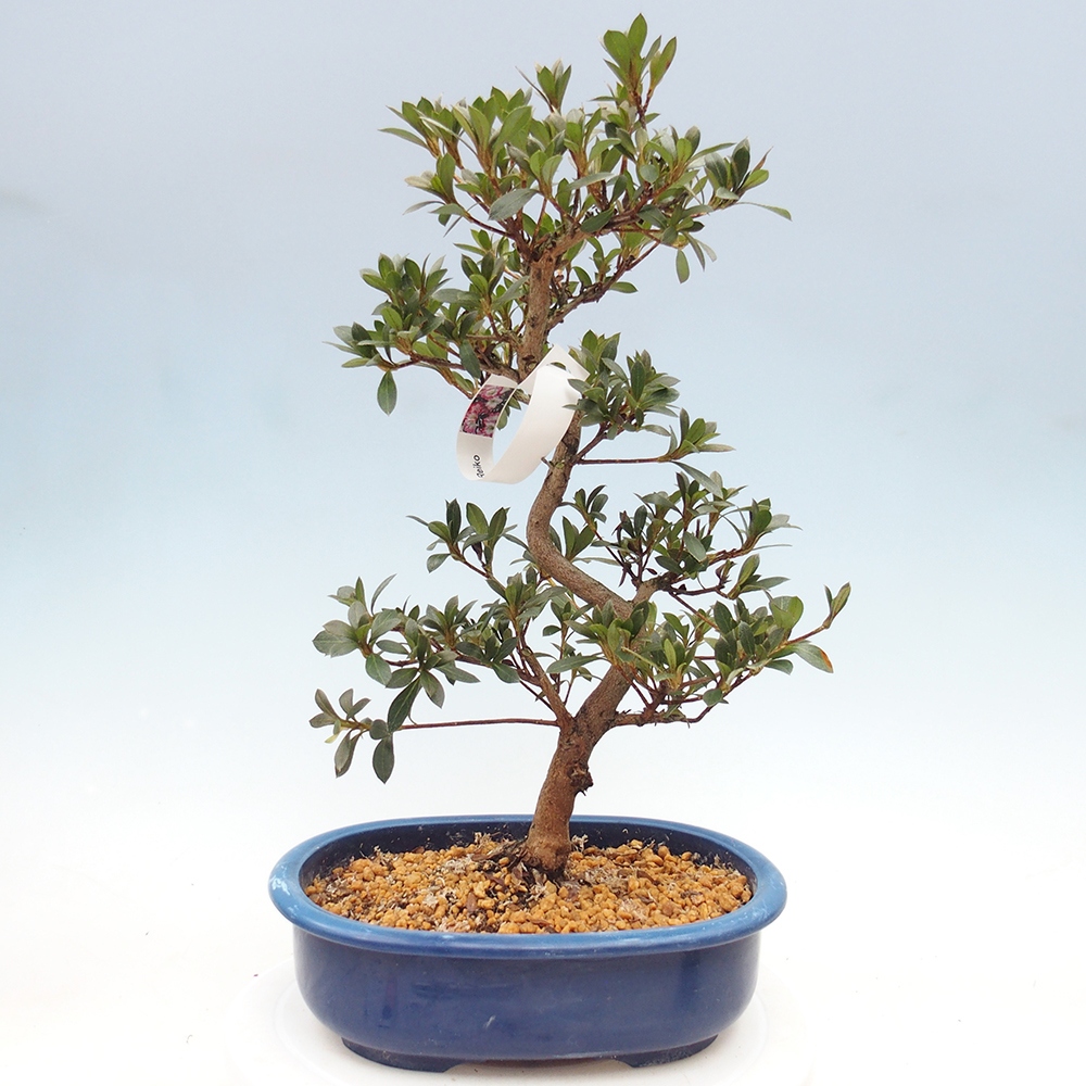 Kültéri bonsai - Japán azálea - Azalea Reiko