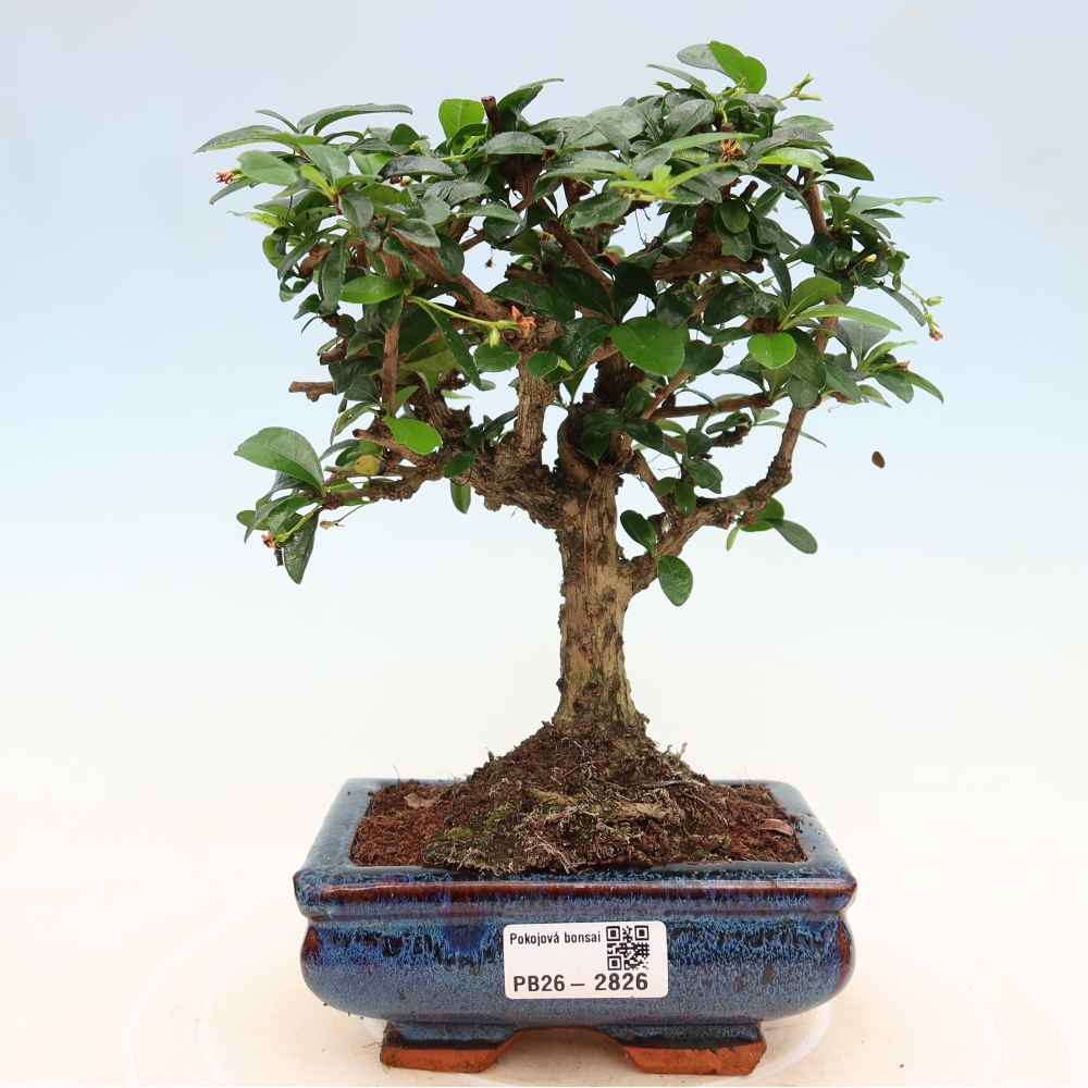 Szobai bonsai - Carmona macrophylla - Tea fuki