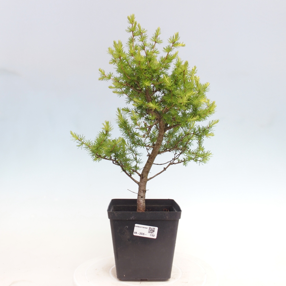 Kültéri bonsai - Larix decidua - vörösfenyő