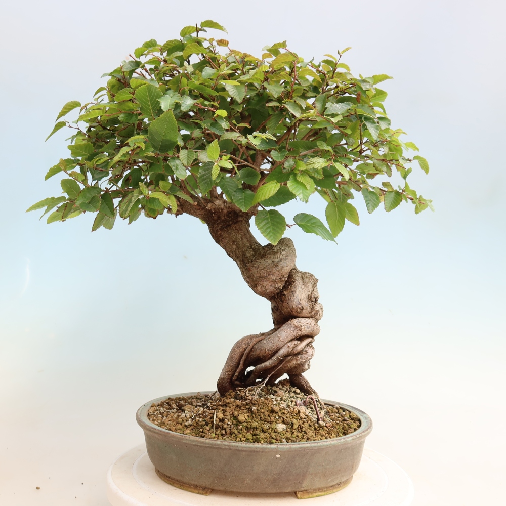 Kültéri bonsai -Carpinus CARPINOIDES - Koreai gyertyánfa