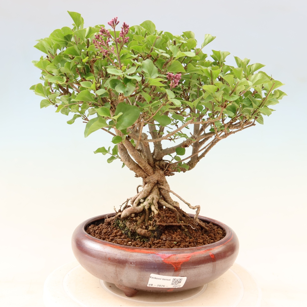 Kültéri bonsai - Syringa microphylla - kisvirágú lila