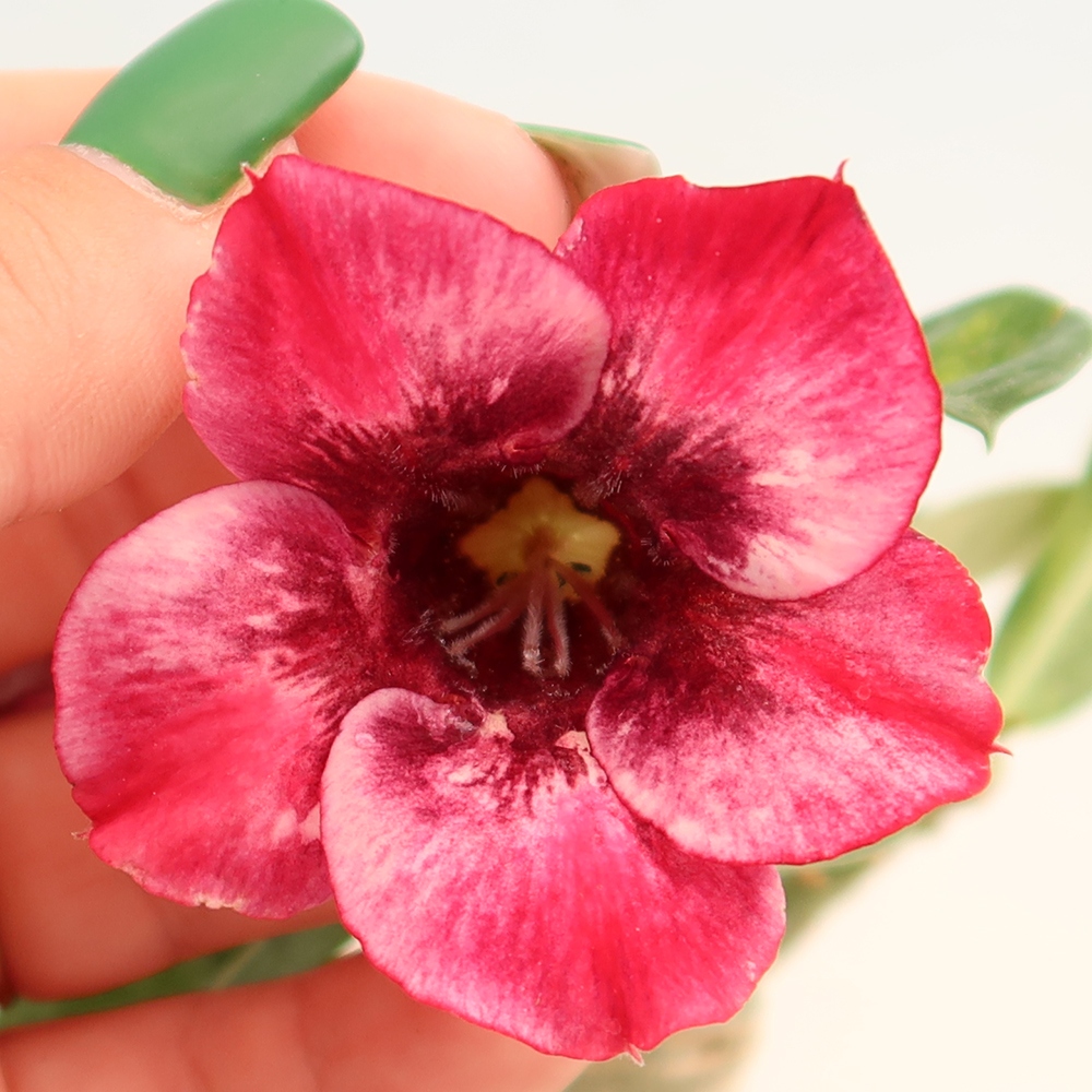 Szobabonsai – Adenium obesum, Mumbai Pink Diamond-ra oltva – Sivatagi rózsa