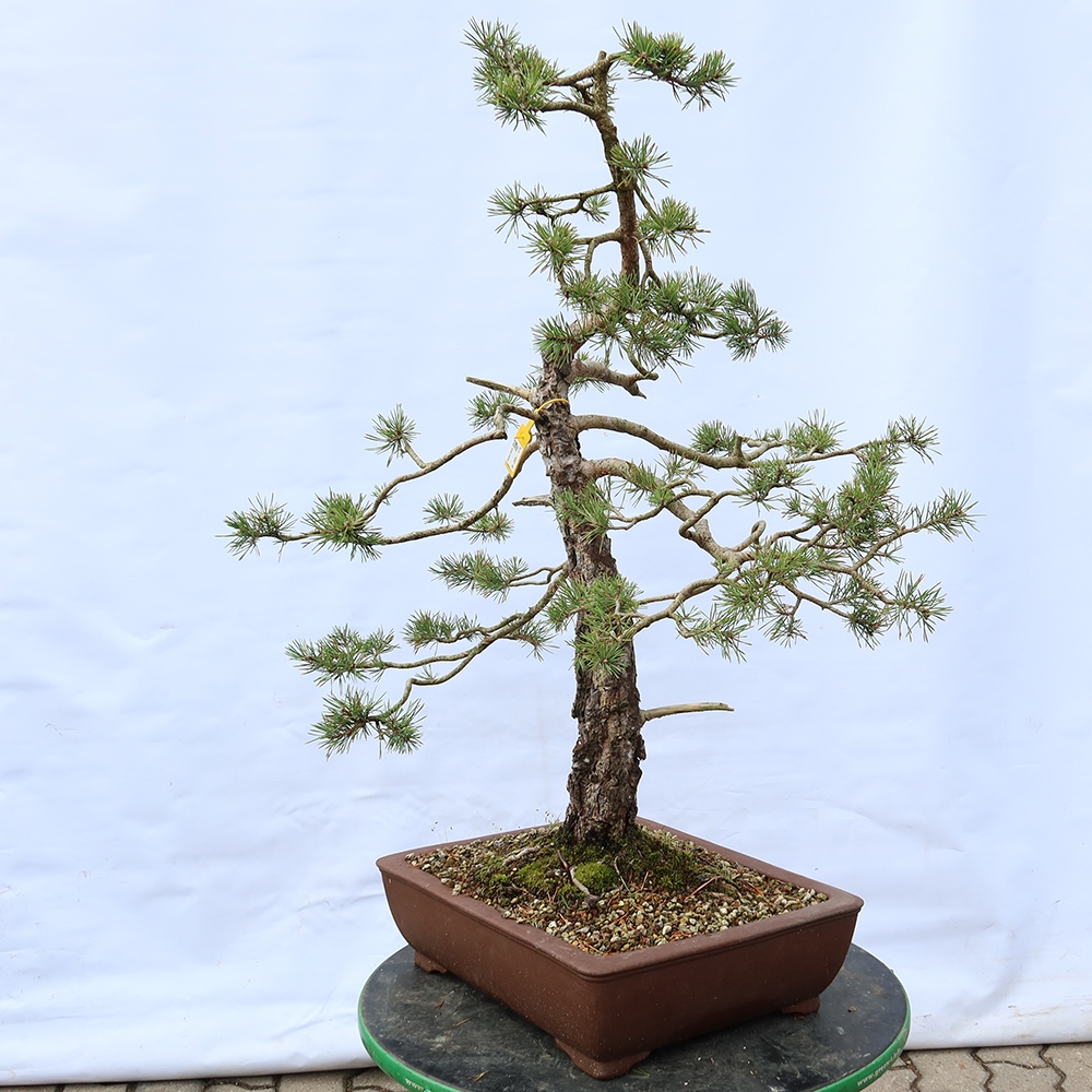 Pinus sylvestris Spanyolország – erdei fenyő