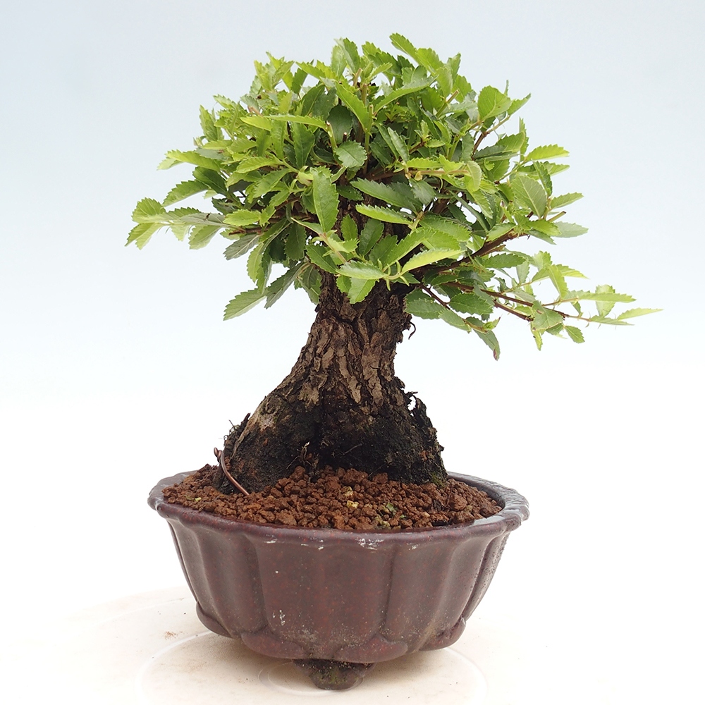 Kültéri bonsai - Zelkova - Zelkova NIRE