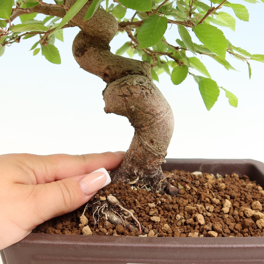 Kültéri bonsai -Carpinus Coreana - Koreai gyertyánfa