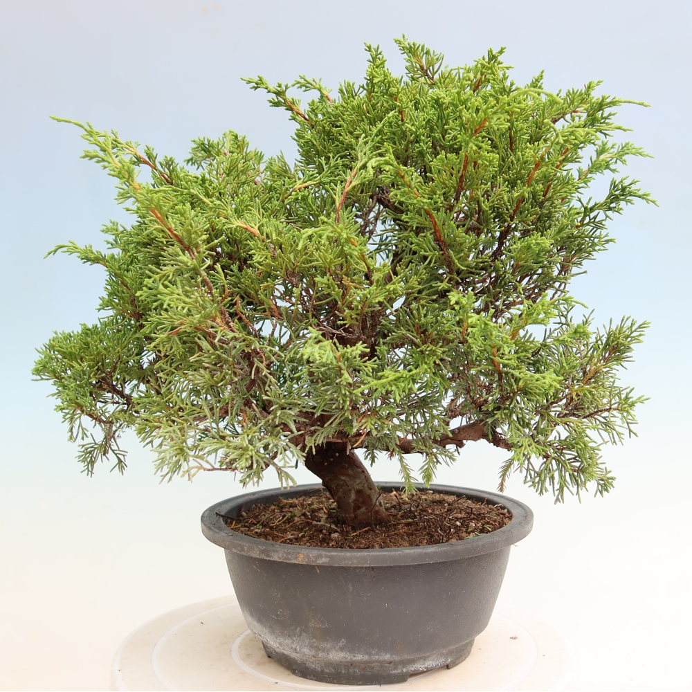 Kültéri bonsai - Juniperus chinensis Itoigawa-Juniperus chinensis
