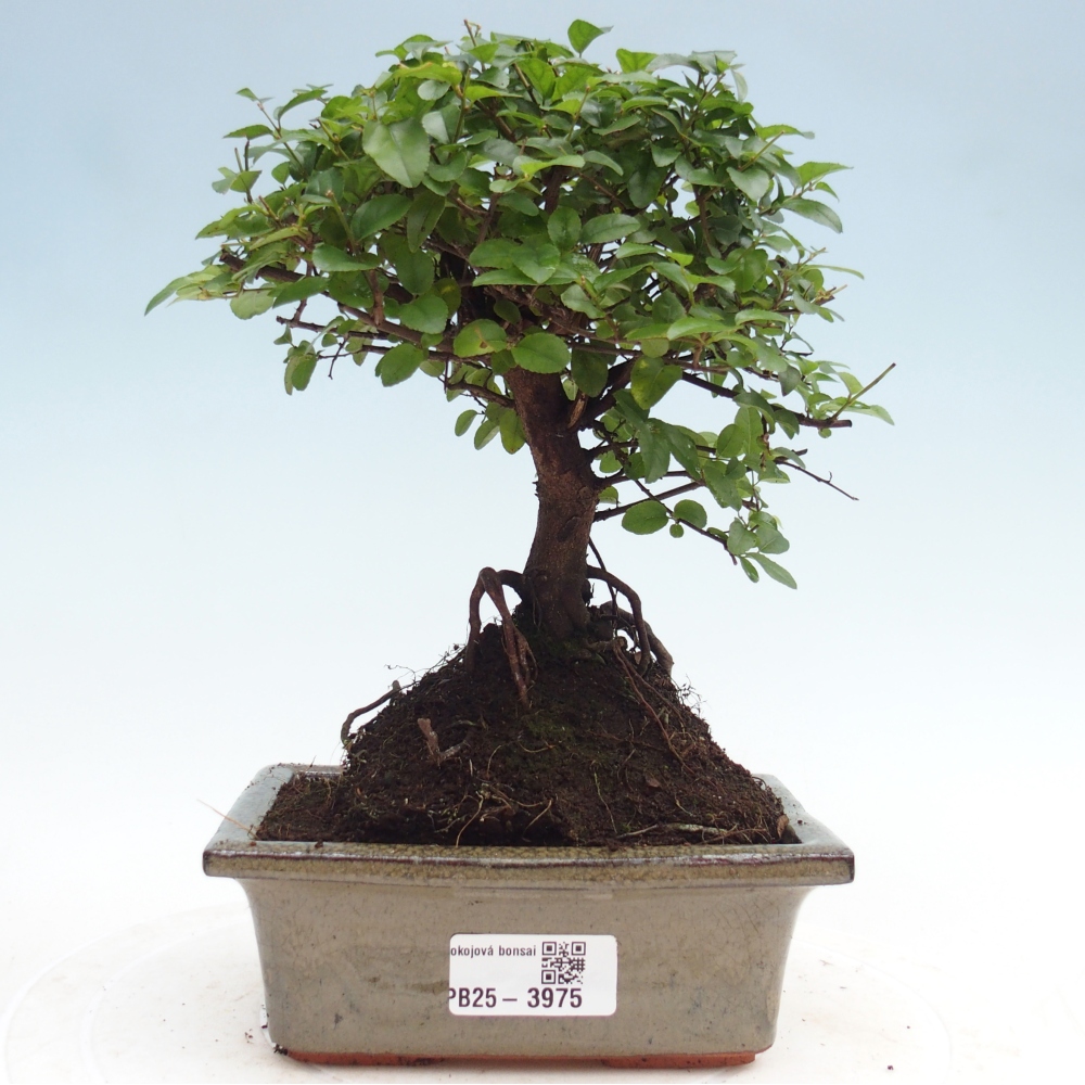 Szobai bonsai - Sageretia thea - Sageretia thea