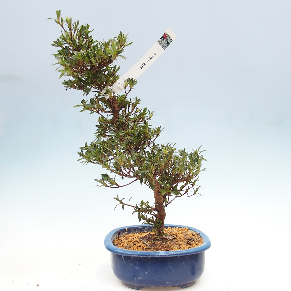 Kültéri bonsai - Japán azálea - Azalea Hakurin