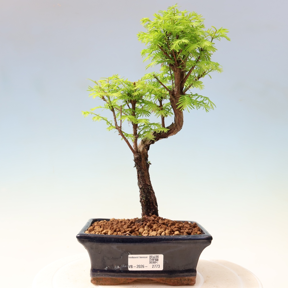 Kültéri bonsai - Metasequoia glyptostroboides - Kínai metasequoia