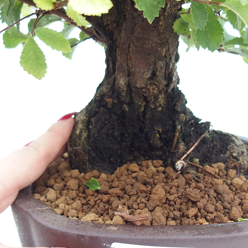 Kültéri bonsai - Zelkova - Zelkova NIRE