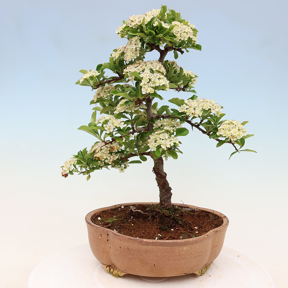 Kültéri bonsai – Pyracantha teton – Vörös tűszem