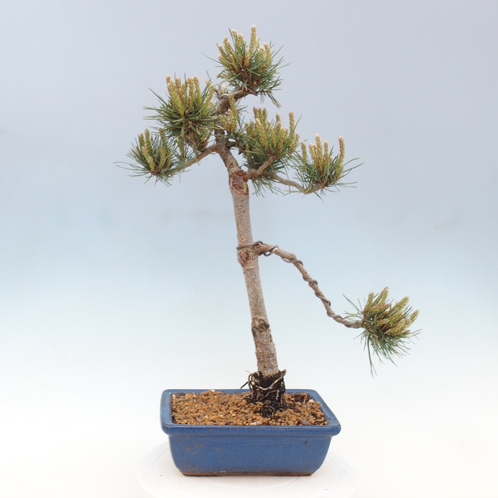 Kültéri bonsai - Pinus Sylvestris Watererri - erdeifenyő