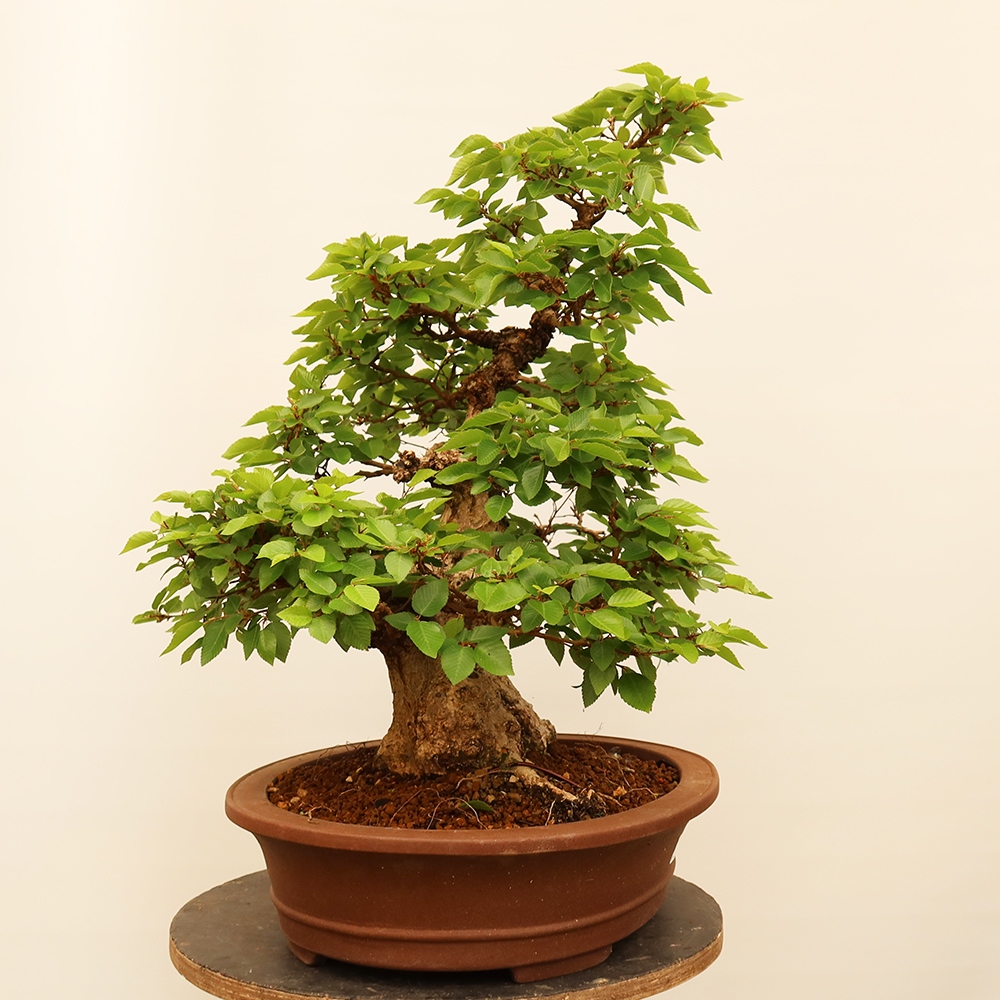 Kültéri bonsai -Carpinus Coreana - Koreai gyertyánfa