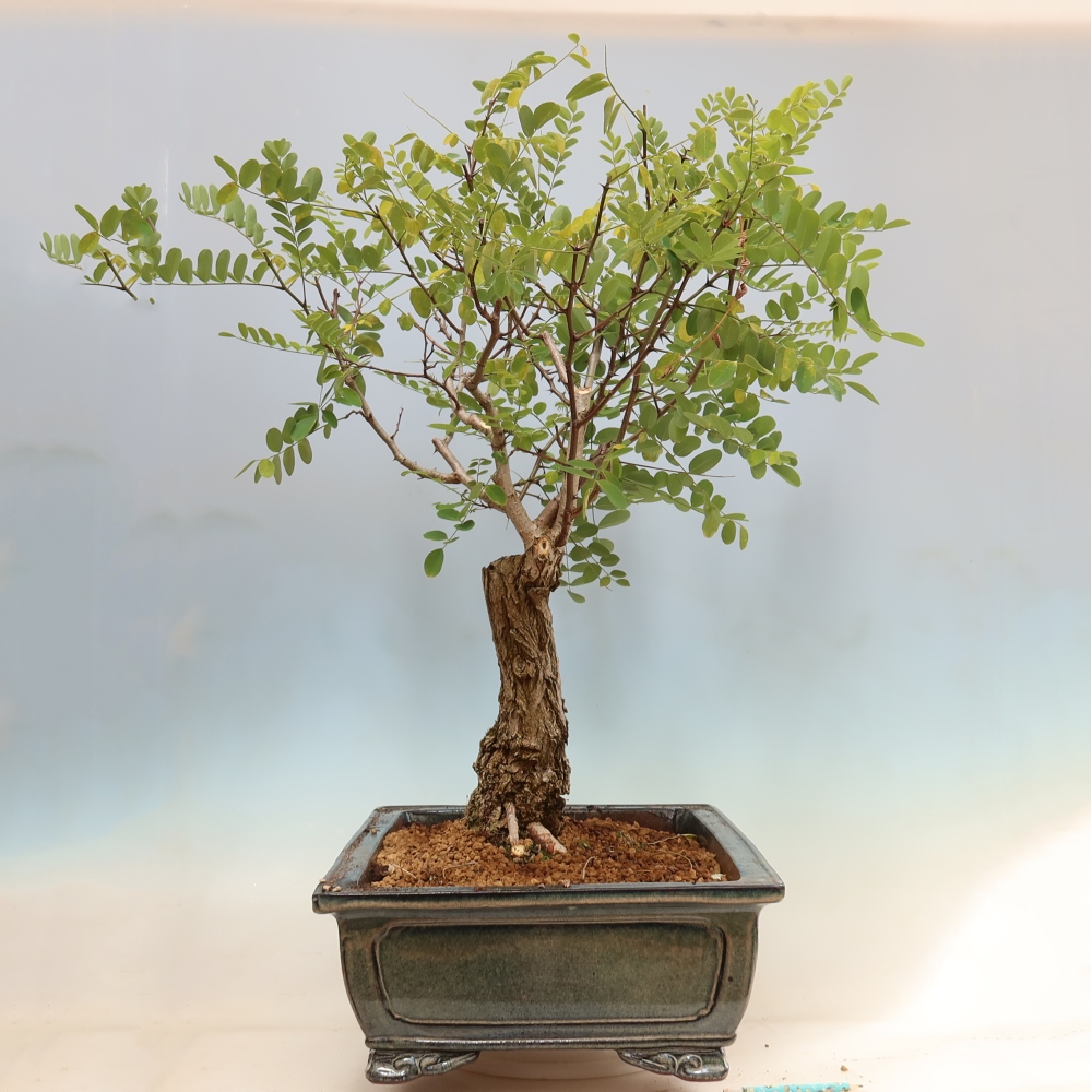 Kültéri bonsai - Tüskés akác - Robinia pseudoacacia