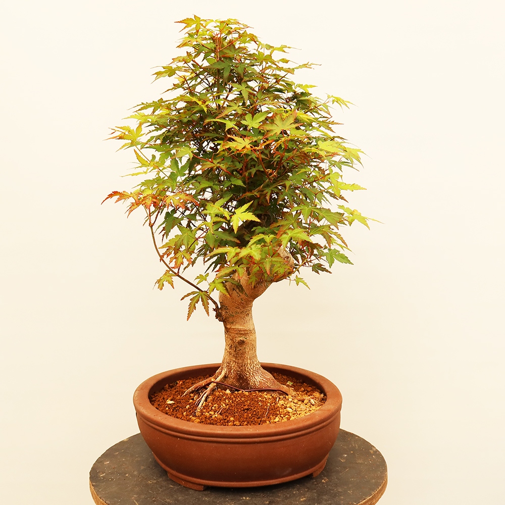 Kültéri bonsai - Maple palmatum - Pálmák