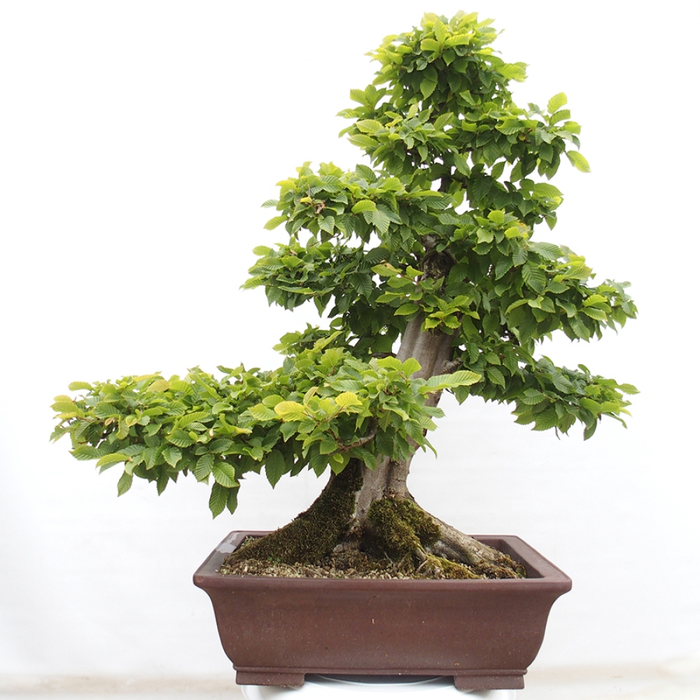 Kültéri bonsai - gyertyán - Carpinus betulus