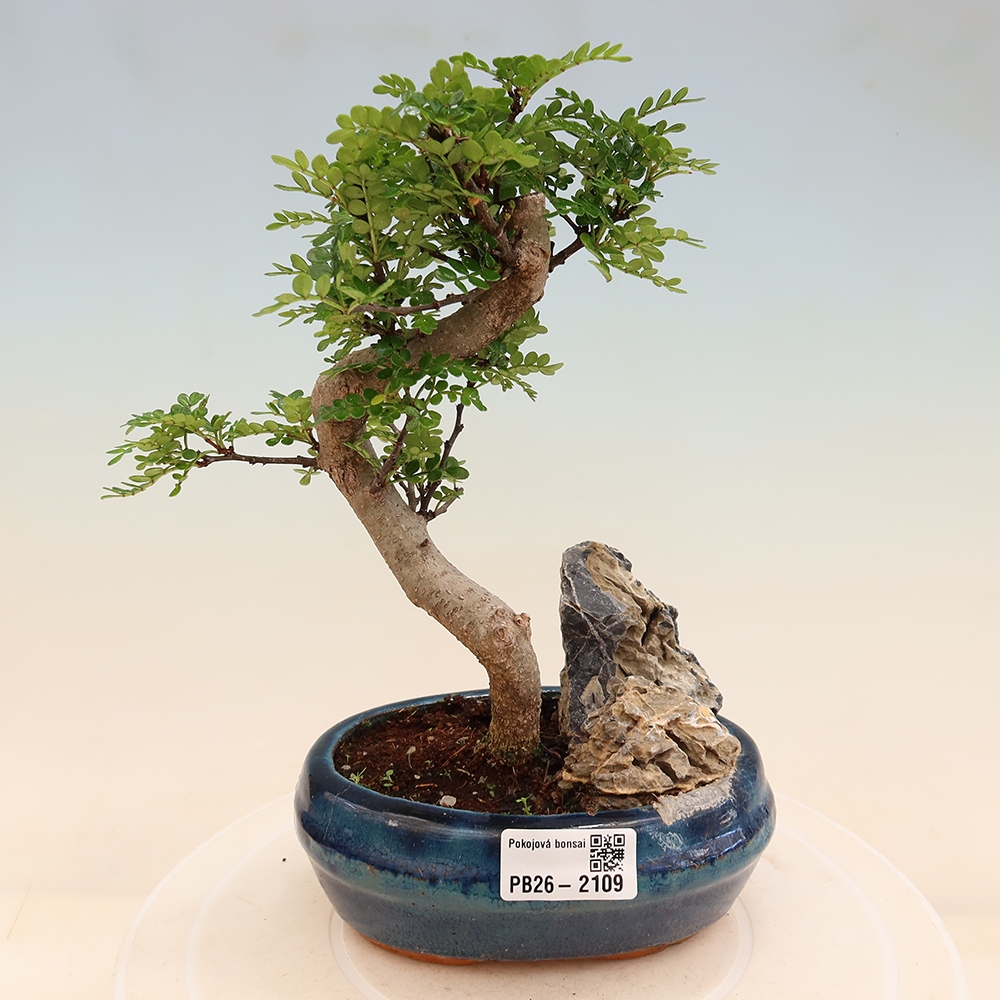 Szobai bonsai - Zantoxylum piperitum - borsfa