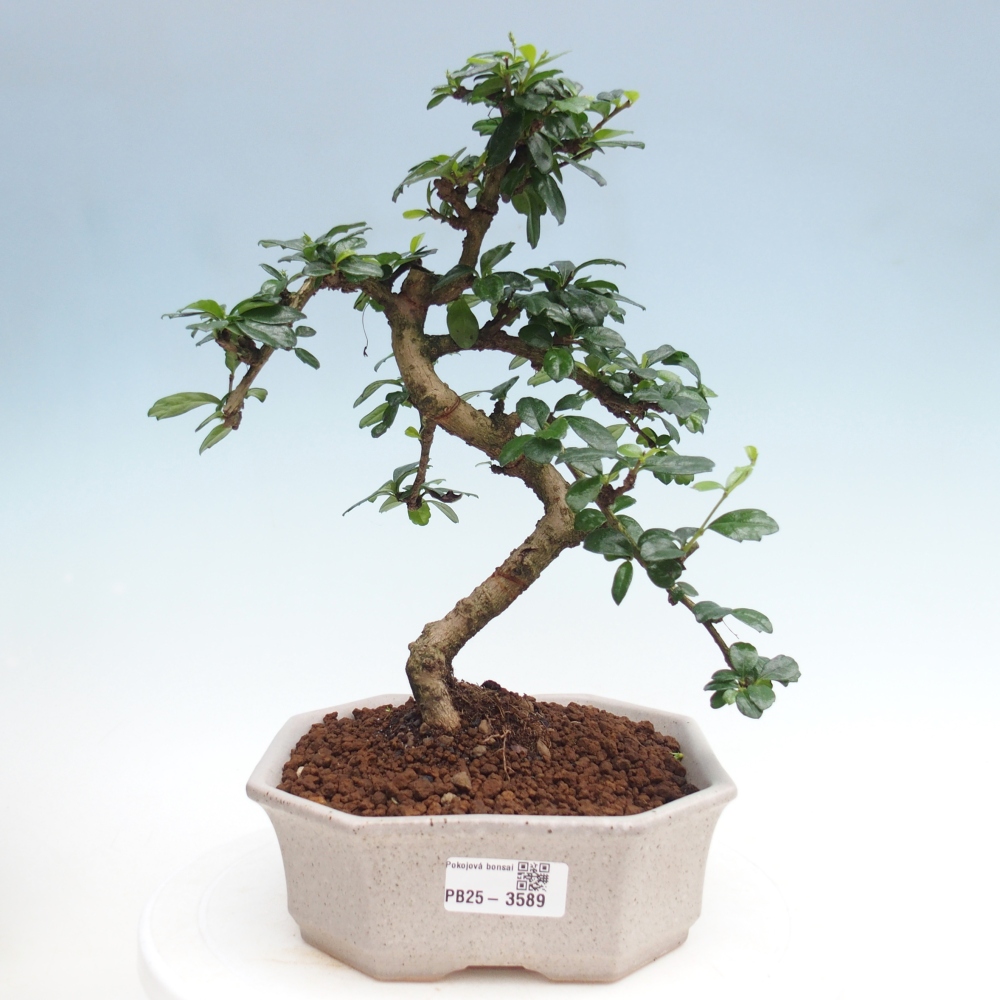 Szobai bonsai - Carmona macrophylla - Tea fuki
