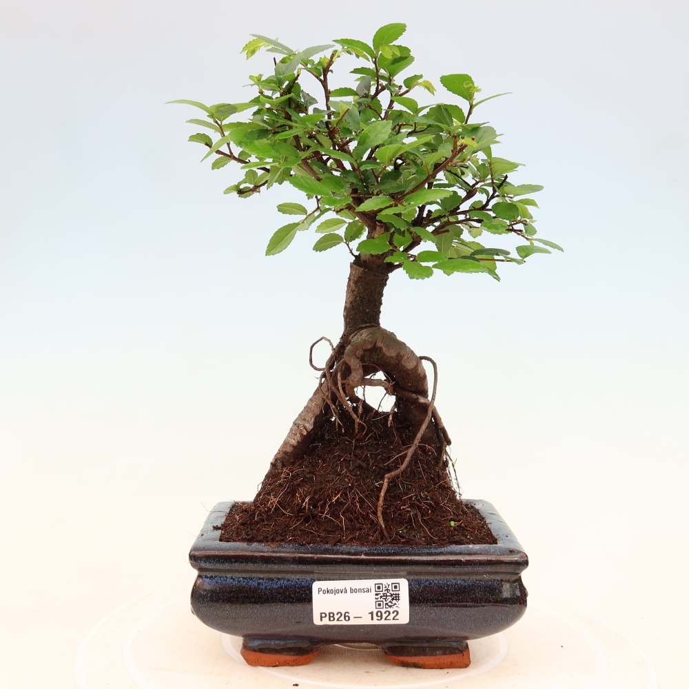 Szobai bonsai - Ulmus parvifolia - Kislevelű szilfa
