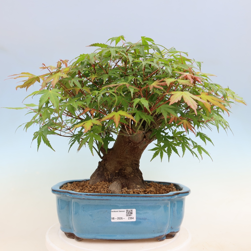 Kültéri bonsai - Juhar Burger - Acer Burgerianum