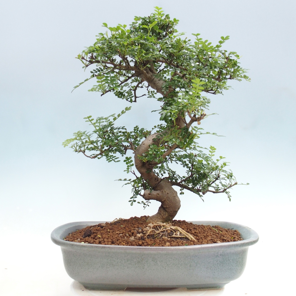 Szobai bonsai - Zantoxylum piperitum - borsfa