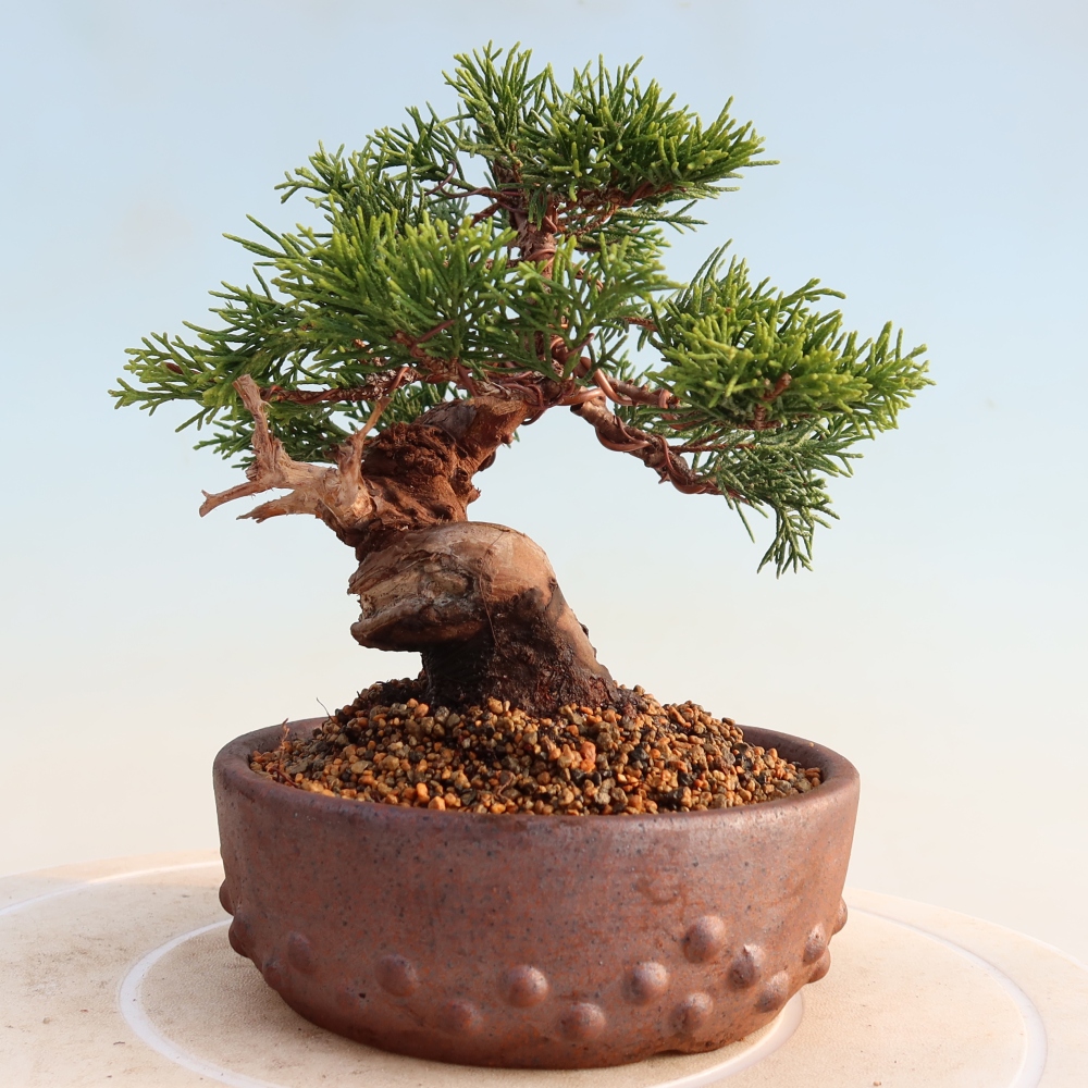 Kültéri bonsai - Juniperus chinensis Itoigawa