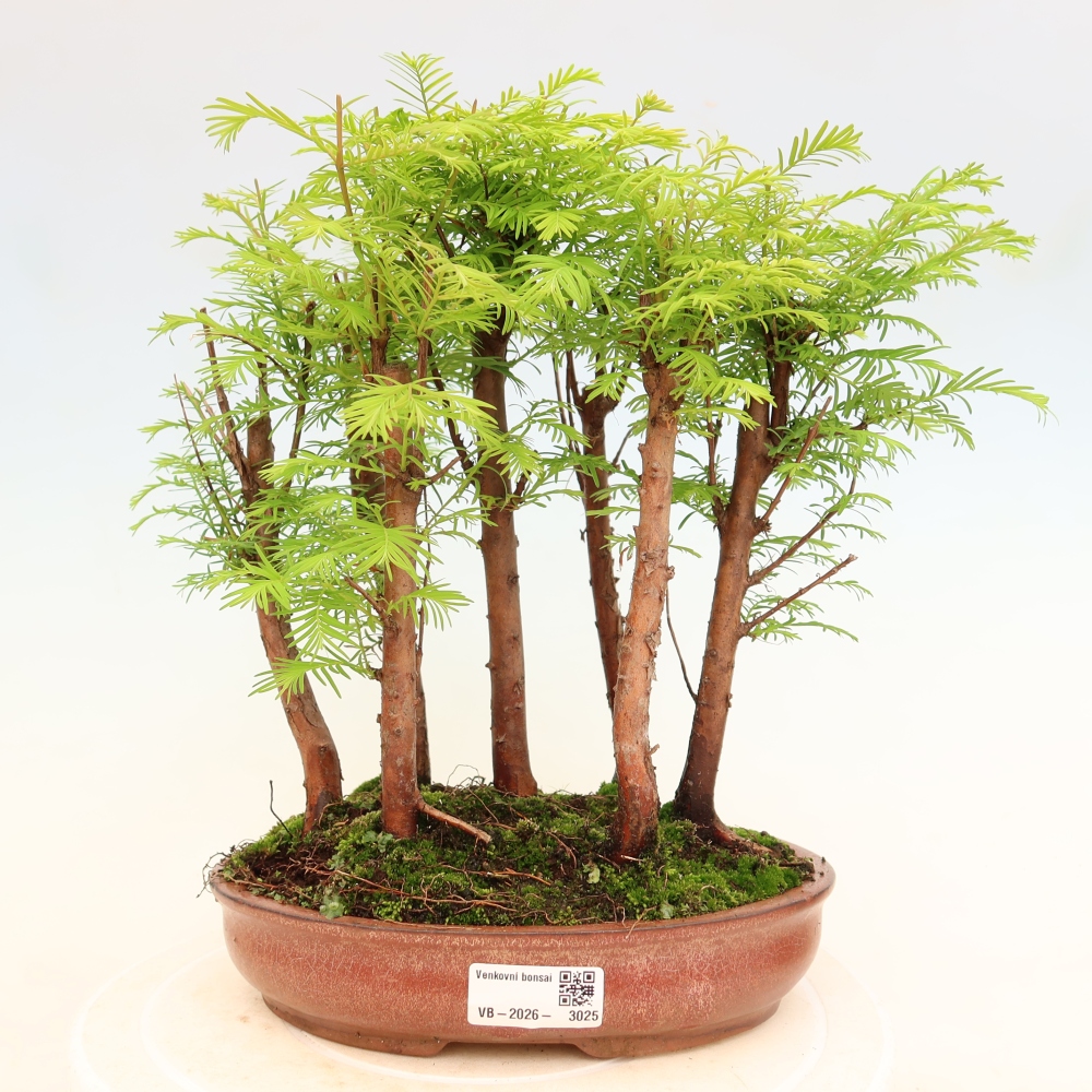 Kültéri bonsai – Metasequoia glyptostroboides – kínai metasequoia – kis erdő