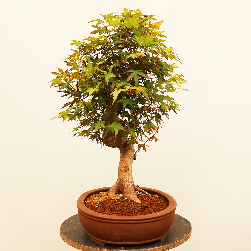 Kültéri bonsai - Maple palmatum - Pálmák