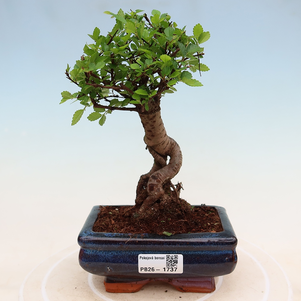 Szobai bonsai - Ulmus parvifolia - Kislevelű szilfa